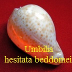 Cypraea hesitata beddomei, Schilder 1930